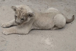 W gelendzhiku lokalny fotograf był wyborcze lionca: sprawa karna